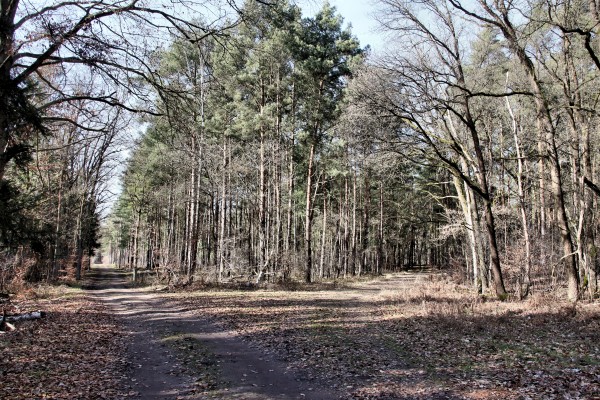 Wegegabelung