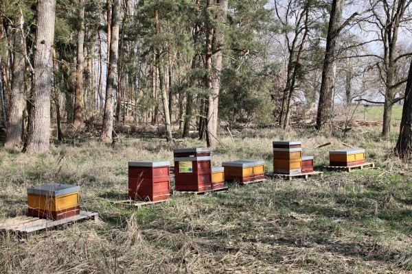Bienenstöcke