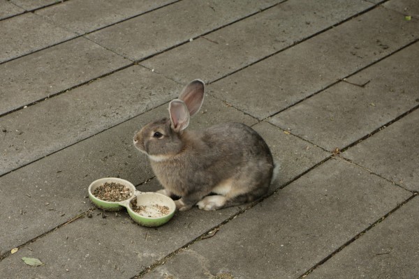 Kaninchen