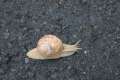 Schnecke