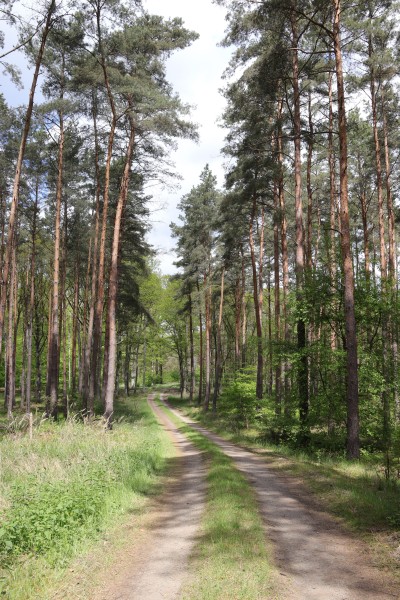 Waldweg