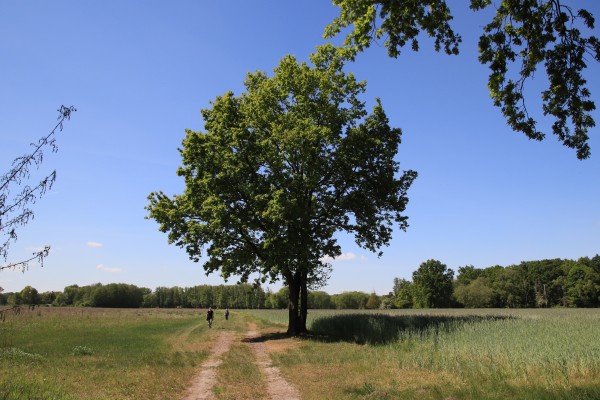 Tiergartenweg
