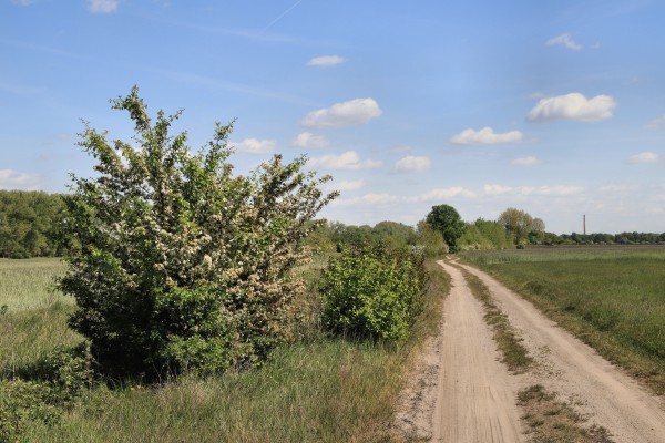 Tiergartenweg