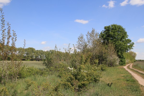 Tiergartenweg