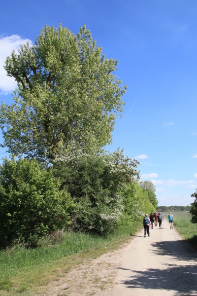 Tiergartenweg
