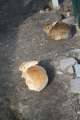 Kaninchen