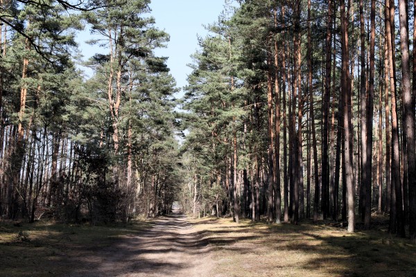 Waldweg