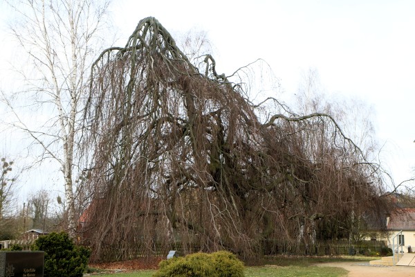 Hängebuche