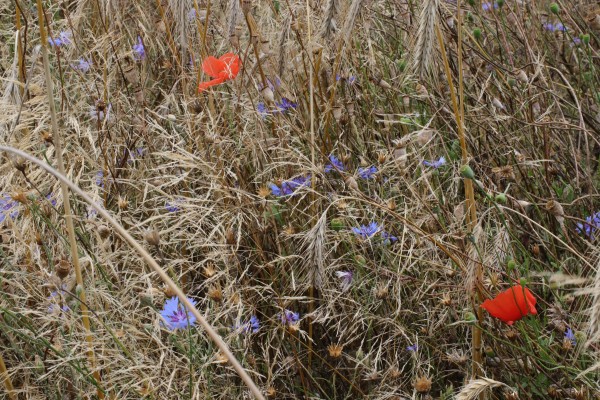 Mohn- Kornblumen