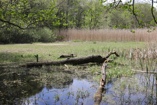 Düsterer Teich