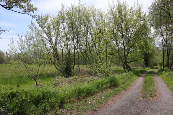 Uferweg Zernsee