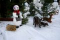 Schneefrau_Wildschweine_Luisenplatz_20061223027.jpg