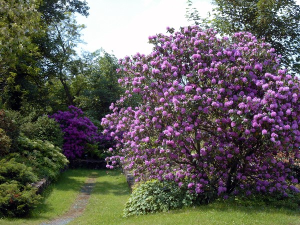 Rhododendrenhain