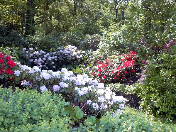 Rhododendrenhain