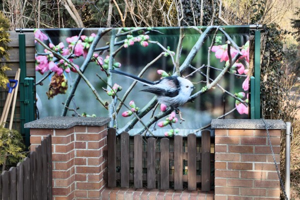 Vogelbild