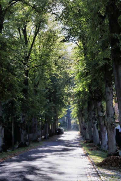 Geschwister-Scholl-Straße
