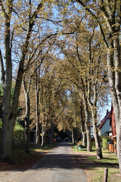 Kastanienallee