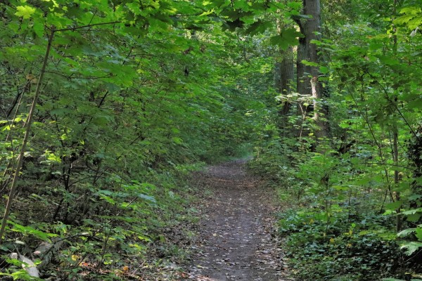 Waldweg