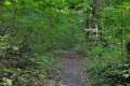 Waldweg