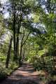 Waldweg 