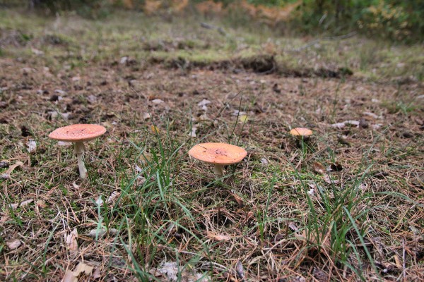 Fliegenpilze