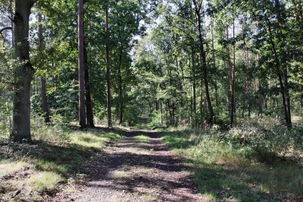 Waldweg