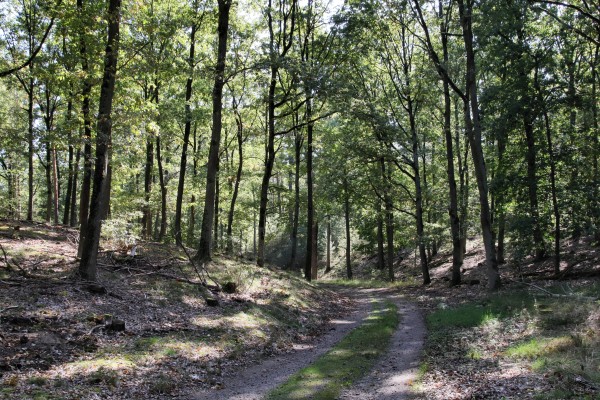 Waldweg