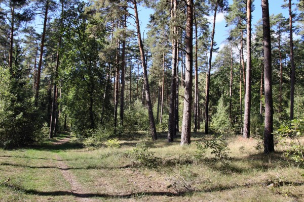 Waldweg