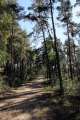 Waldweg