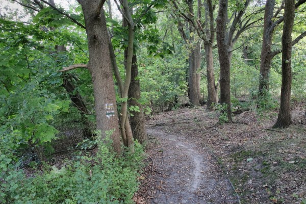 Waldweg