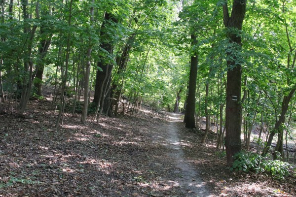 Waldweg