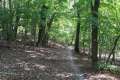Waldweg