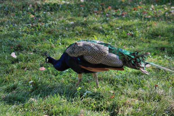 Pfau