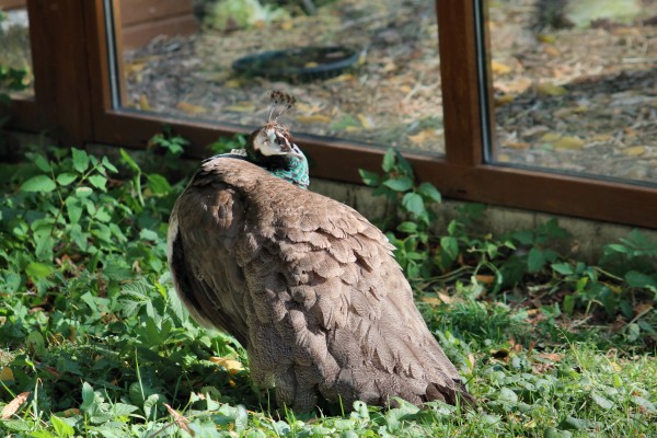 Pfau