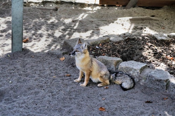 Polarfuchs