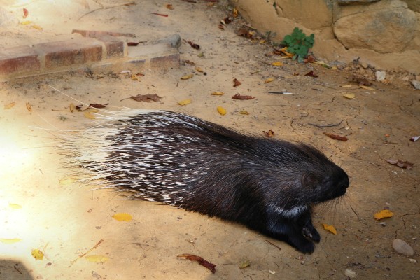 Stachelschwein