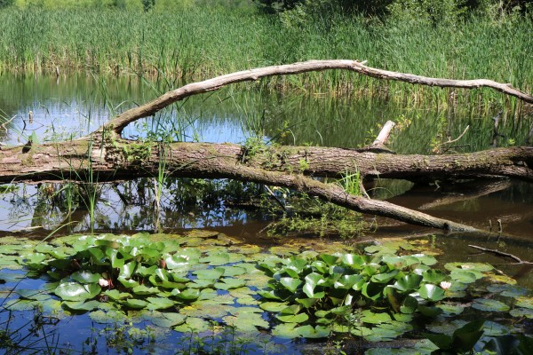 Herrensee