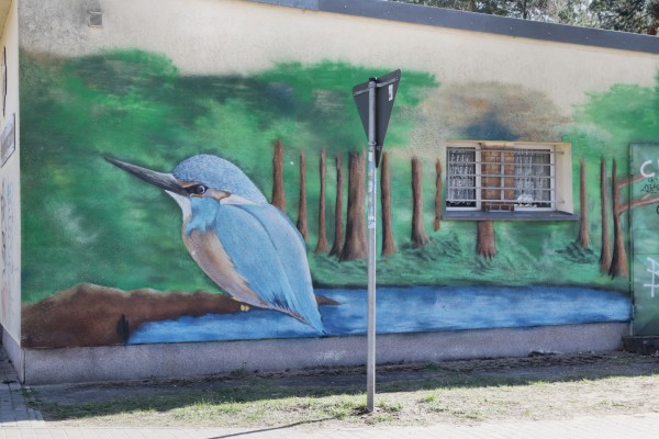 Eisvogel