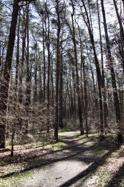 Waldweg