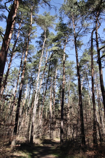 Waldweg