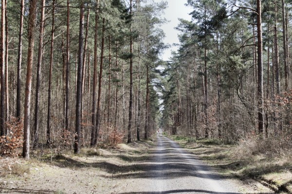 Waldweg