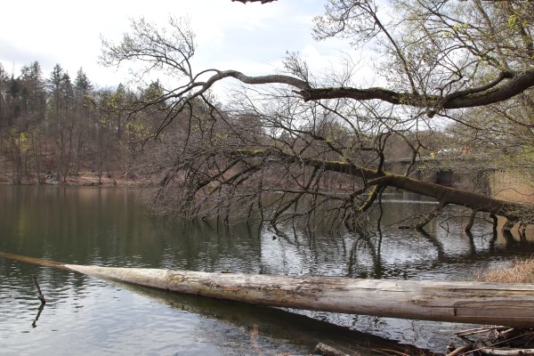 Obersee