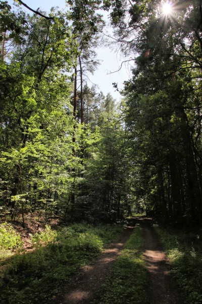 Waldweg