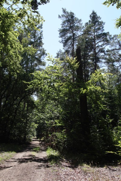 Waldweg