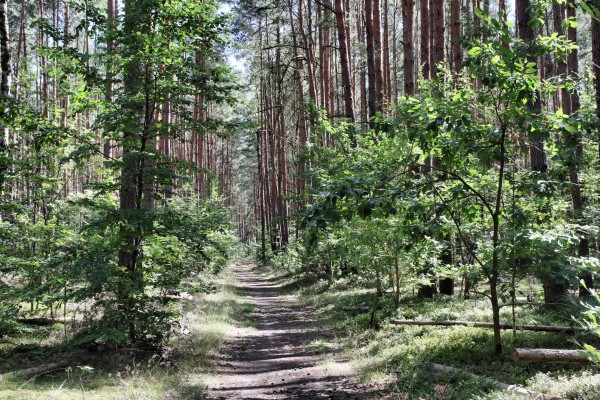 Waldweg