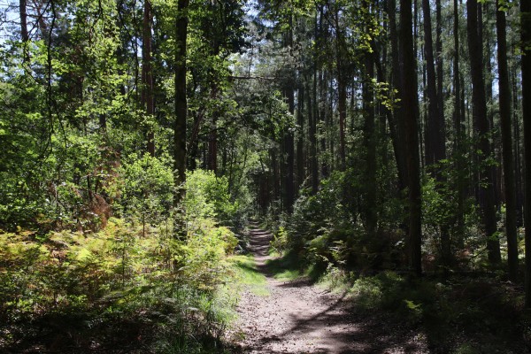 Waldweg