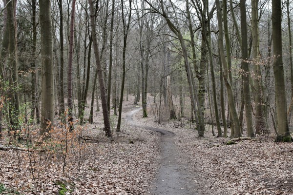 Waldweg