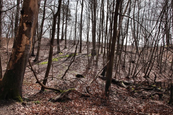 Waldweg