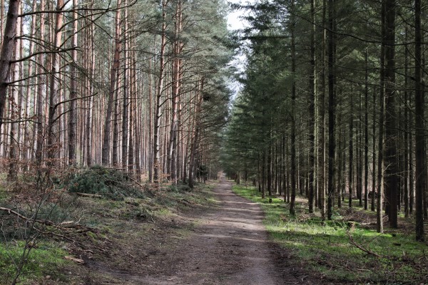 Waldweg