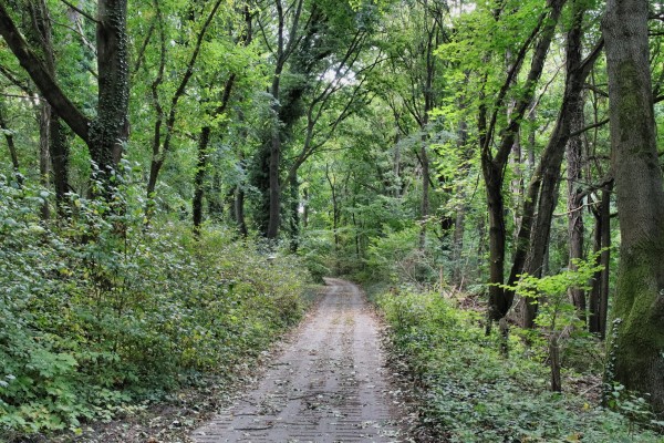 Waldweg